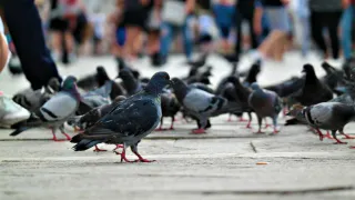 Тихие убийцы в наших дворах: чем на самом деле опасны городские голуби