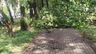 Деревья валяются на тротуарах: в Песочне прошел ураган