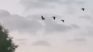 Редкие птицы покинули Меленковский район