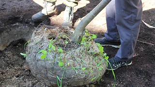 Чебоксарский парк Амазония украсит липовая аллея