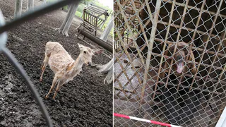 "Считаю, что животным здесь плохо": эмоциональная авторская колонка от рязанки, которая посетила зоопарк в Рыбном