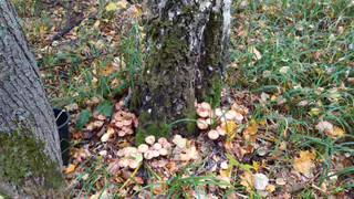 В Рязанских лесах волонтеры спасли заблудившуюся женщину 