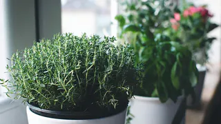 Как выбрать идеальные комнатные растения для вашего дома