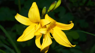 При появлении бутонов лилиям — в первую очередь: 1 грамм в воду — и цветов будет тьма-тьмущая