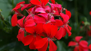 Для цветения герани — обязательно: 2 ампулы под корешок — и пеларгония будет радовать вас восхитительными шапками