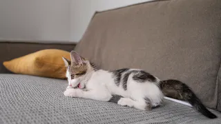 Восемь вещей, которые кошки любят больше всего. Об этом должен знать каждый владелец