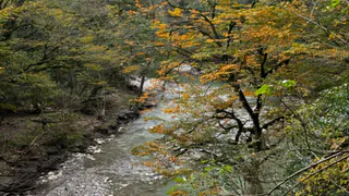 Тисо-самшитовая роща в Сочи: доледниковый лес возрастом 30 миллионов лет – почему сюда стоит ехать даже не в сезон