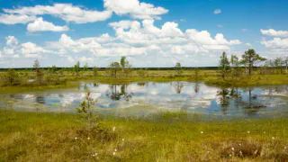Болото вместо моря: среди россиян начал набирать популярность новый вид туризма — болотинг