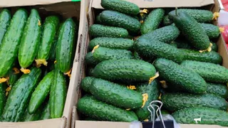 По 2 ложки на пол-литра: копеечная добавка к почве - дает 15 кг огурцов с куста
