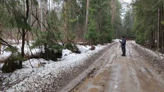 В Киржачском районе будут судить экс-чиновника за травмы женщины из-за упавшей ели