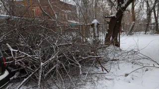 «Это просто варварство»: в историческом центре Пензы безжалостно рубят молодые деревья