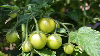 Всего 10 капель в ведро — и томаты не удержать: сохраняют все цветоносы, не болеют и бурно плодоносят