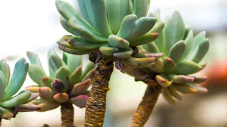 Готовьте свои кошельки: вот куда нужно поставить денежное дерево, чтобы оно привлекало в дом богатство