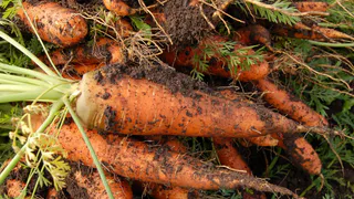 Лунный календарь дачных работ на май-июнь 2025 года: когда сажать морковку и свеклу, чтобы урожаю позавидовали все соседи