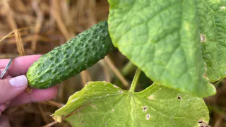 6 сортов огурцов для идеальной засолки - хрустящие и плотные: для банки - самое то