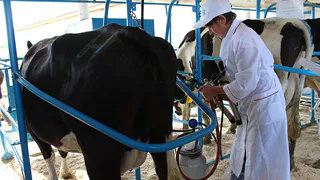 В Рязанской области дояркам предлагают зарплату до 155 тысяч рублей в месяц