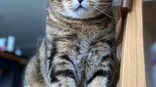 Горячие пушистики лета: Клеопатра, Платон, Котаська и другие домашние любимцы читателей Pro Города