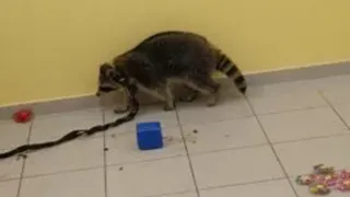 Выставка животных в рязанском ТРЦ работала с нарушениями