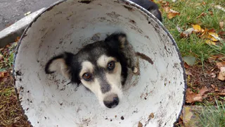 Тузик успел оголодать: Пронские спасатели сняли с шеи собаки металлический конус