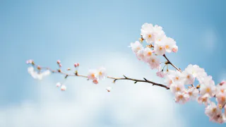 В воскресенье в Рязани потеплеет до +25 градусов