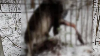 В Киржачском районе самовольно возведённый металлический забор привёл к смерти лося