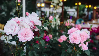 Четыре метода обрезки роз для достижения великолепного цветения