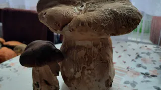 Белый гриб массой 1,2 кг обнаружен в Скопинском районе