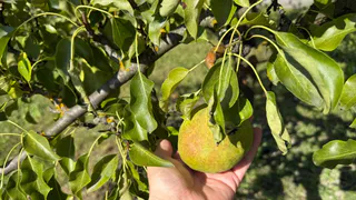 Весенняя обрезка груши: четыре шага, которые убирают волчки и удваивают урожай