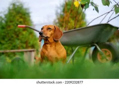 Дачникам назвали основные работы на огороде в конце августа