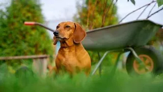 Дачникам назвали основные работы на огороде в конце августа