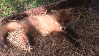 В Турлатово лисица с четырьмя щенками поселилась на заброшенной даче