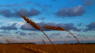 Instagram рязанцев: плотва, "типа полицейский", клушка и лебедь