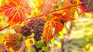 Мощная подкормка винограда перед цветением: секрет крупных гроздей