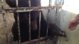 Ухтинские зоозащитники беспокоятся за жизнь 28-летнего медведя