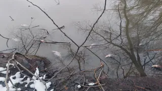 Во Владимире возбудили уголовное дело после гибели рыбы в пруду на улице Добросельской