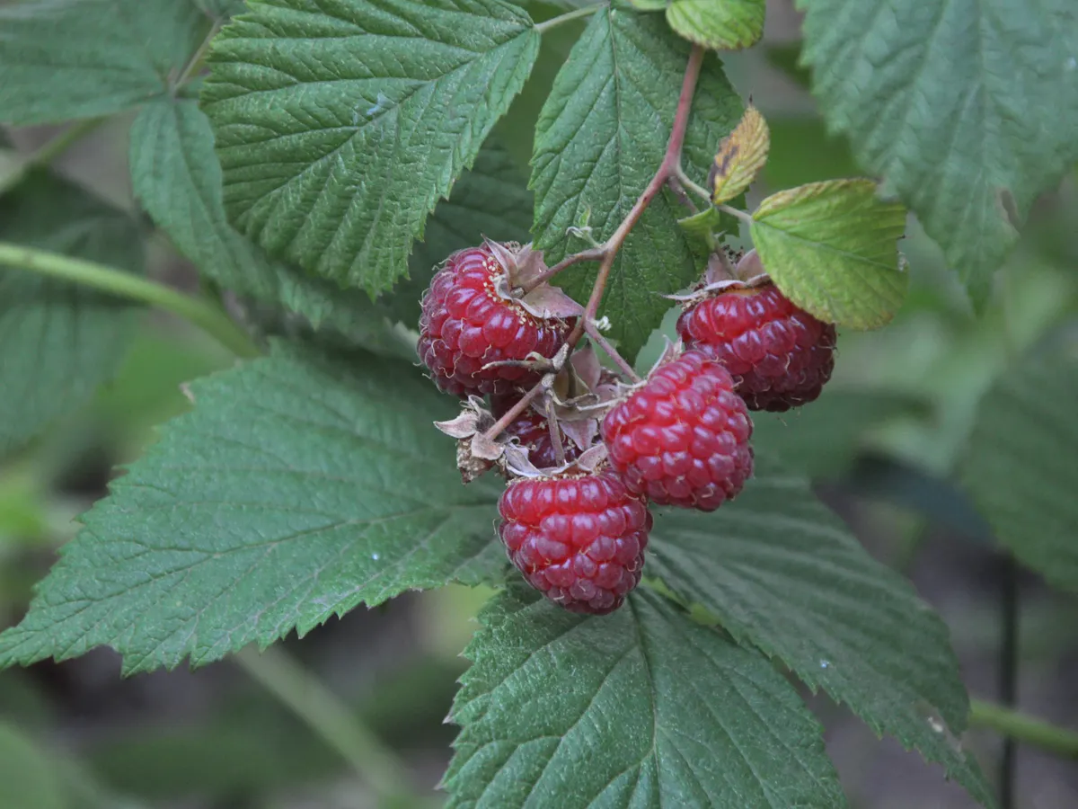 По 3 ведра малины с куста: как вырастить ягоды огромными и невероятно сладкими