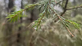 Чувашия утопает в осадках: ноябрь побил рекорды влажности, зима задерживается