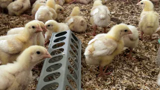 Новая система субсидий помогла фермерам Коми увеличить поступления финансов в 11 раз