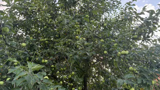 Лучшая побелка для деревьев своими руками: дешёвый рецепт от моего деда