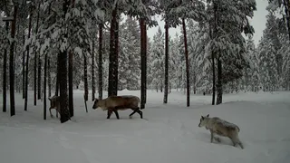 В Коми учёные получили фотоподтверждение обитания диких оленей в “Дзерваде”