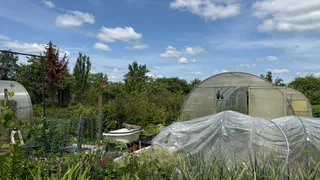 Повесила на вход в теплицу занавеску и нарадоваться этому решению не могу – избавилась за 1 раз от многих проблем