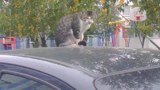 Нижнекамец снял забавное фото