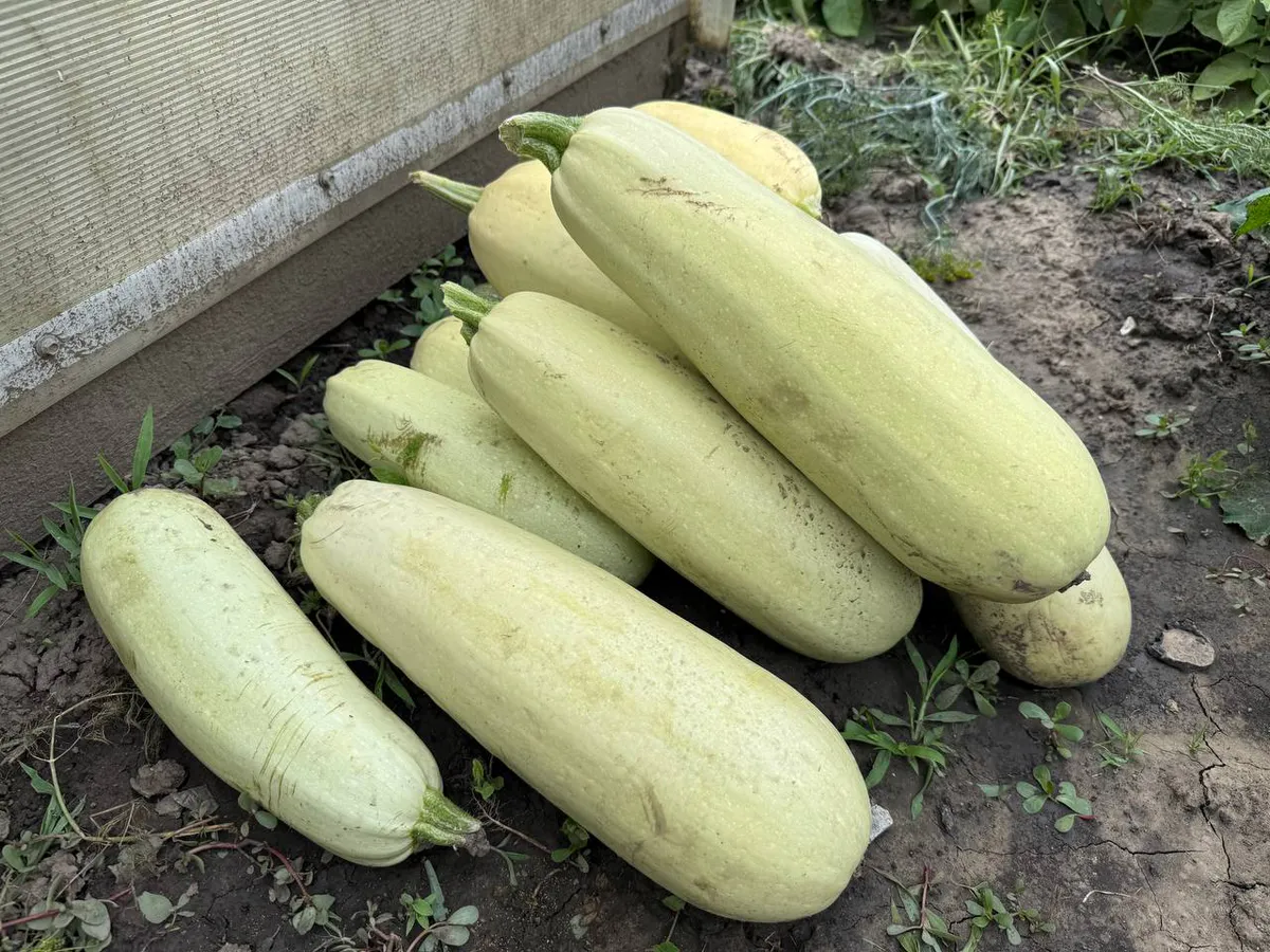 40 лет хранила картофель неправильно: теперь делаю так — и ни один клубень не портится до нового урожая