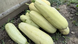 Храним урожай без погреба: 5 неожиданных мест в доме, где овощи не портятся