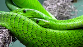 Змея принесёт волшебное счастье на кончике хвоста: Павел Глоба назвал 3 знака зодиака, которым символ года покажет удивительный 2025