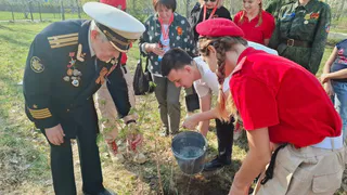 «Волонтёры Победы» Гусь-Хрустального района организовали посадку молодых сосен