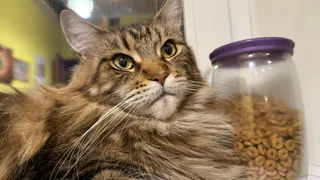 Как сказать кошке «Я тебя люблю» по-кошачьи: 6 сигналов, которые она поймёт