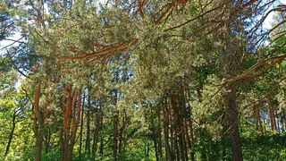 В Рязанской области объявили о начале пожароопасного сезона