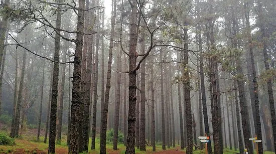 15 октября в лесах Пензенской области завершится пожароопасный сезон