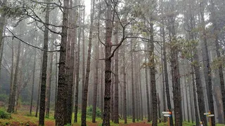 15 октября в лесах Пензенской области завершится пожароопасный сезон